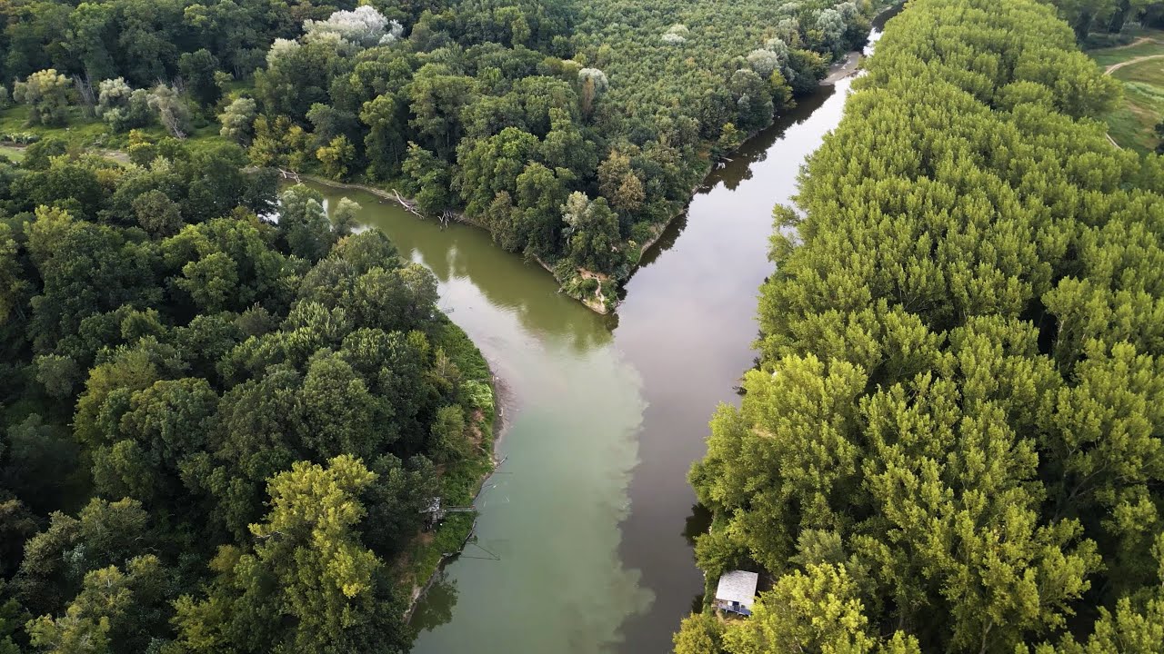 Dalia project: The importance of floodplain forests