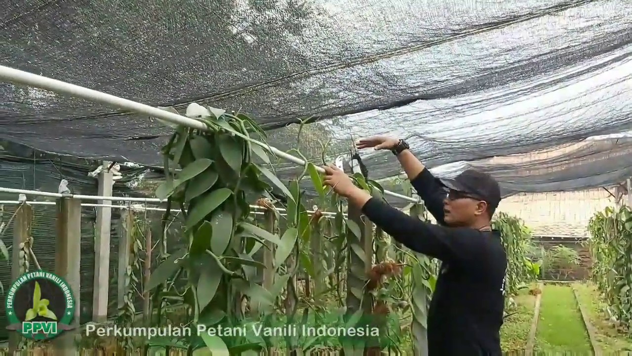 Coba Tengok, Apa Yang Perlu Ditiru dari Kebun Vanili Ini?