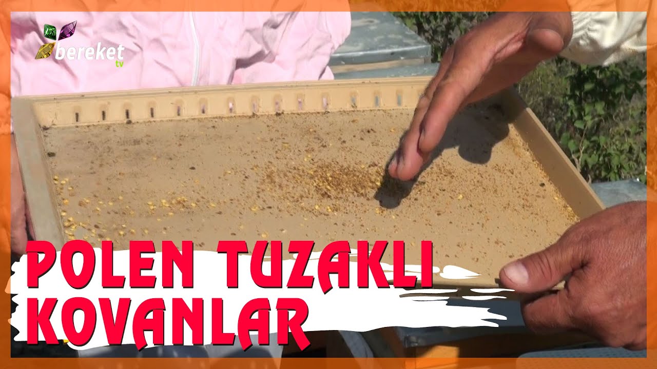 Polen Tuzaklı Kovanlar Yararlı Mı, Zararlı Mı ?