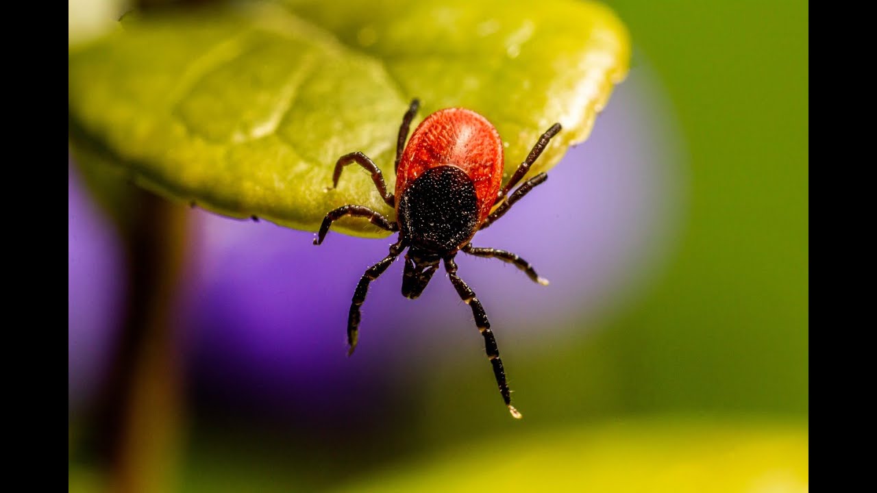 💉🩸BORELIOZA. Jak potwierdzić: rozpoznanie, wyleczenie i ponowne zakażenie? Krążące kompleksy (KKI)