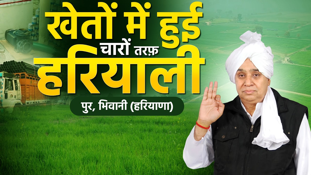 गाँव पुर, भिवानी (HR) बिजाई रिपोर्ट सवा-हाथ ऊँचे गेहूँ के पौधे, संत जी की 11 किमी पाइपलाइन का रिज़ल्ट