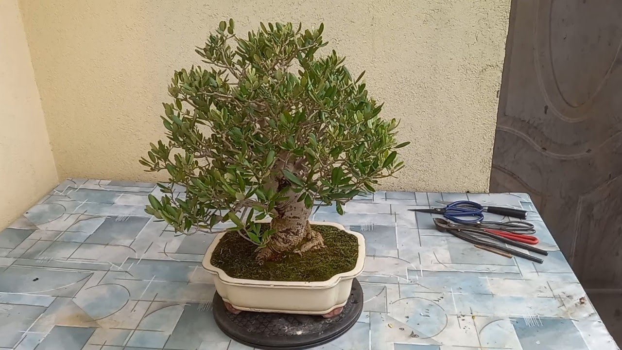 Oliwka europejska - przesadzanie