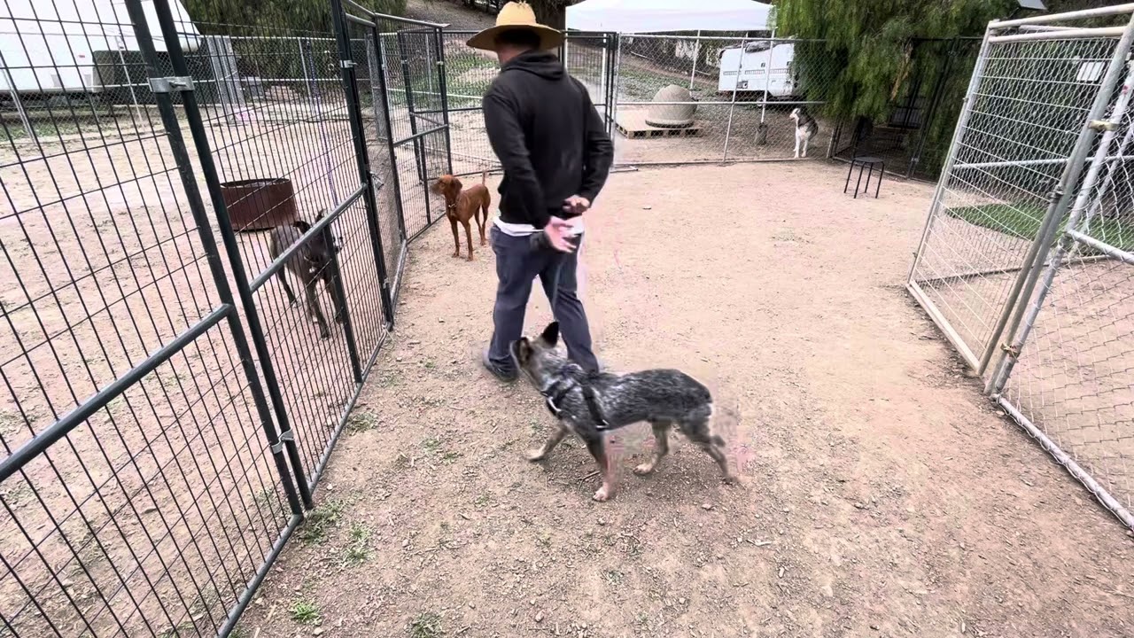 How to live with a dog that’s scared of you.