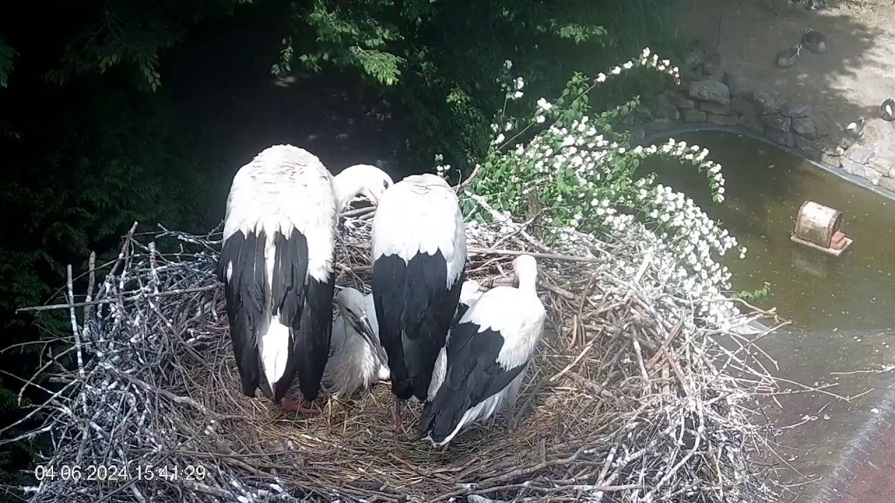 Kurz vor dem Abflug: die letzten Tage im Storchennest in Heddesheim (04.06.2024 I)
