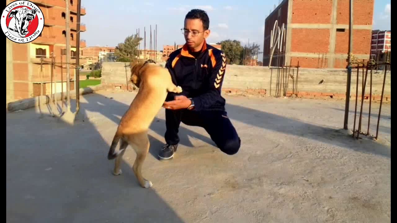 الوقت المناسب لربط الكلب بالسلسلة والطريقة الصحيحه