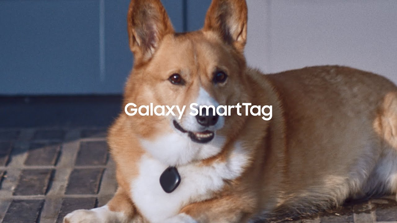 Galaxy SmartTag: Keeping tabs on your furry friend | Samsung