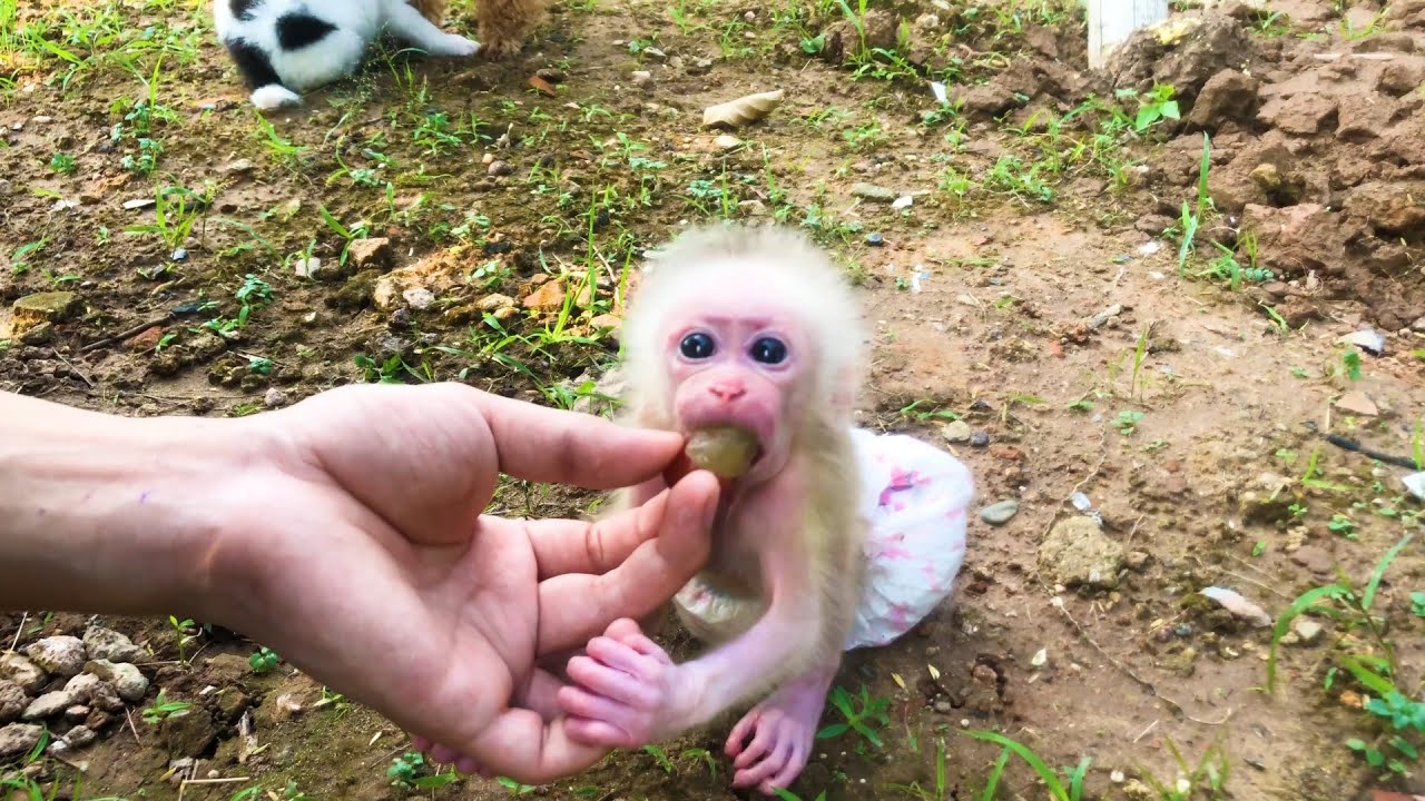 Beautiful baby monkey eating fruit in the garden