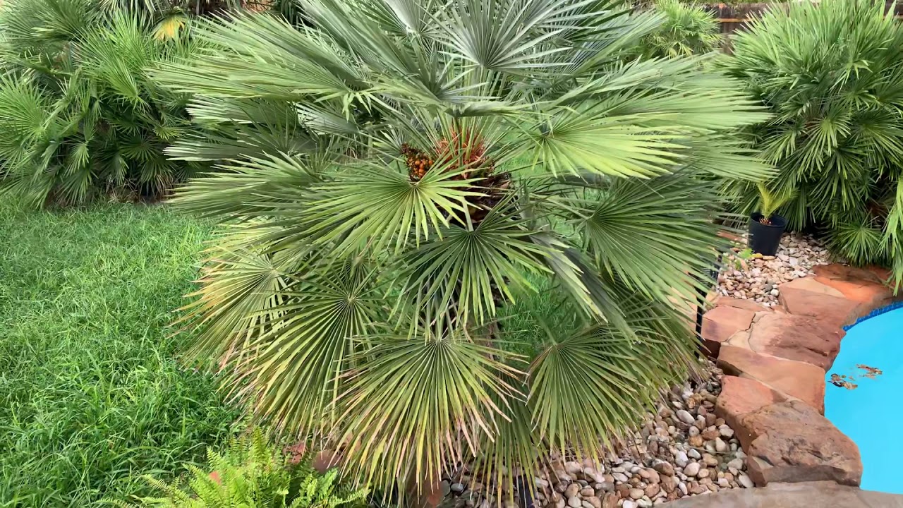 Growing Mediterranean Fan Palms in Central Texas