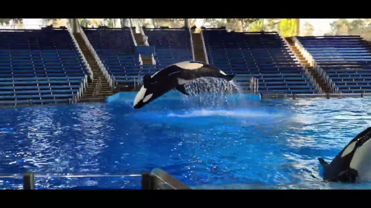 Whale fish seaworld sanantonio.texas.usa