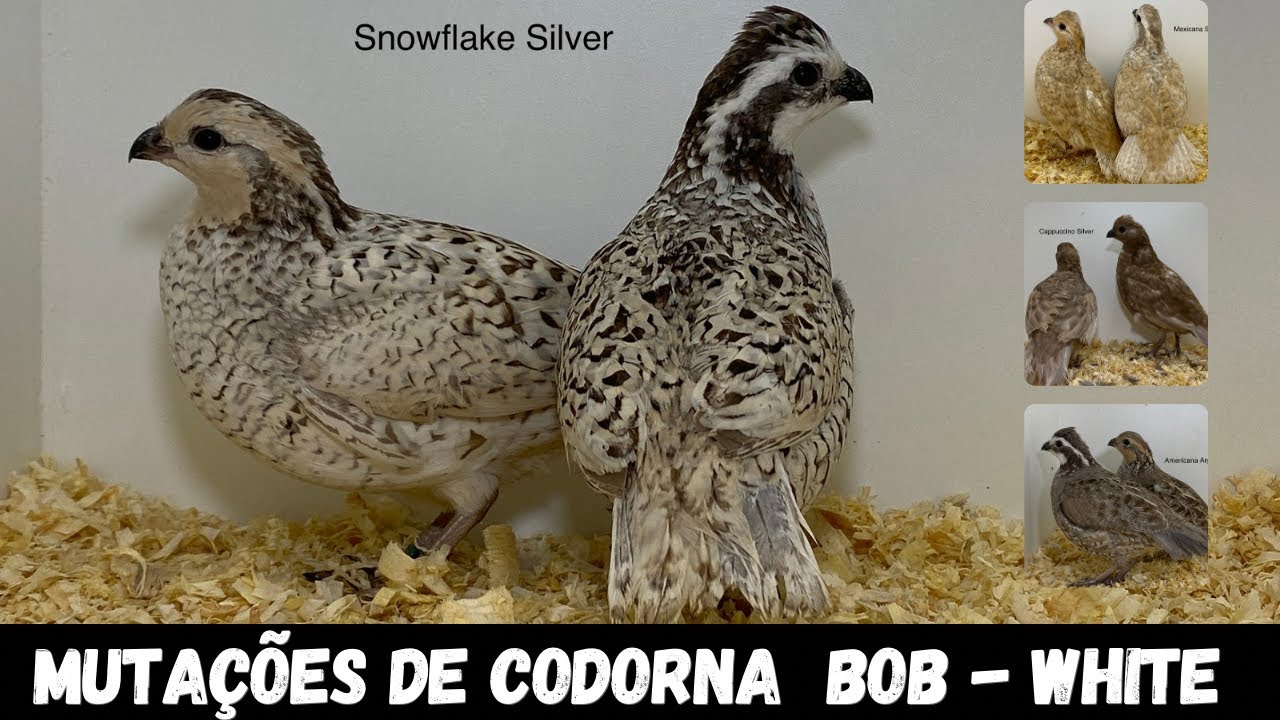 CODORNAS BOB - WHITE E SUAS MAIS DE 22 MUTAÇÕES
