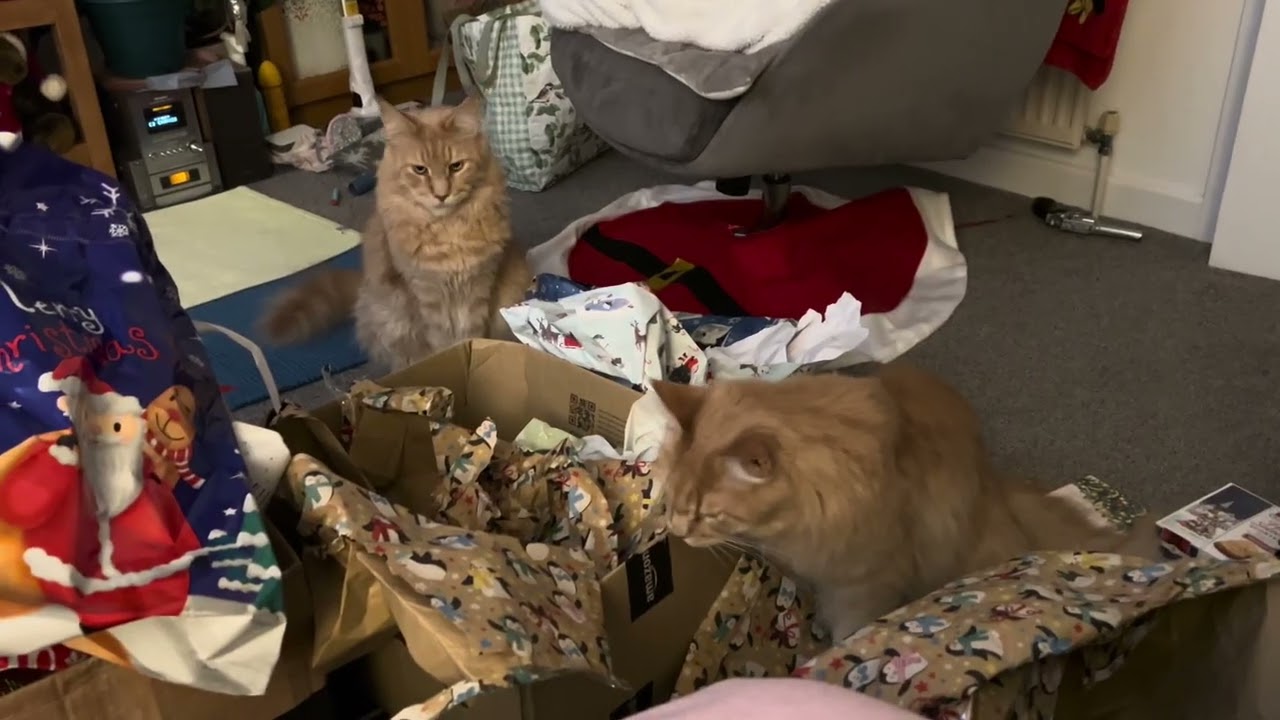 Christmas with our Maincoon cats 