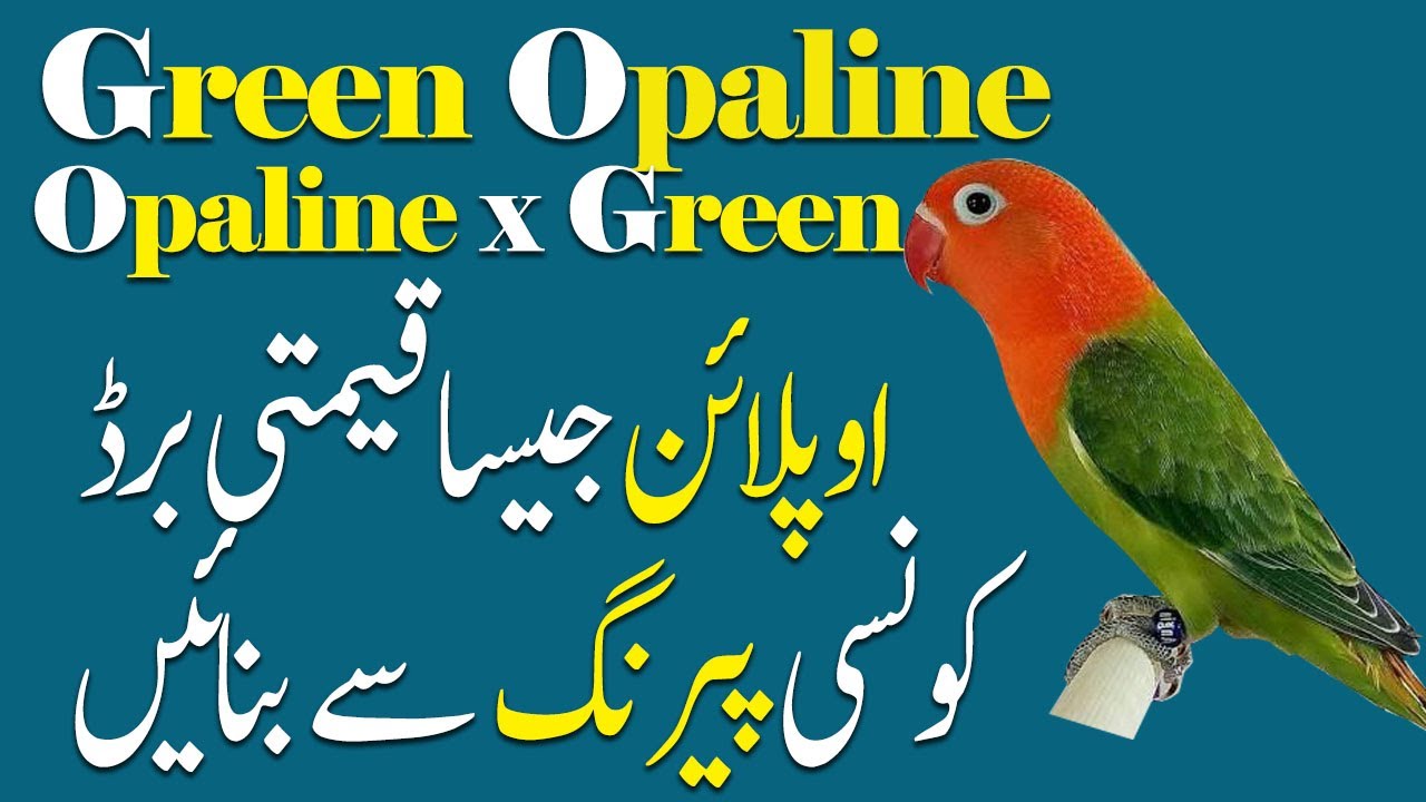 how to produce Green opaline at home. Video  no 534