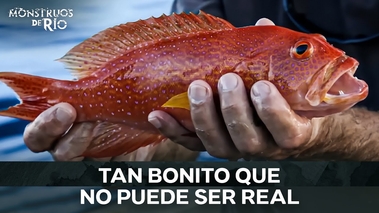 El Pez Más BONITO Jamás Visto | T9 Parte 2 | Monstruos de Río