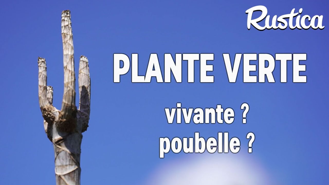 Ressusciter une plante verte