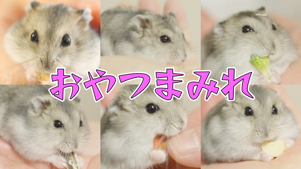 [第30話] ハムスター、恐怖の体重測定再び！ | The Hamster’s Scary Weight Check Again!