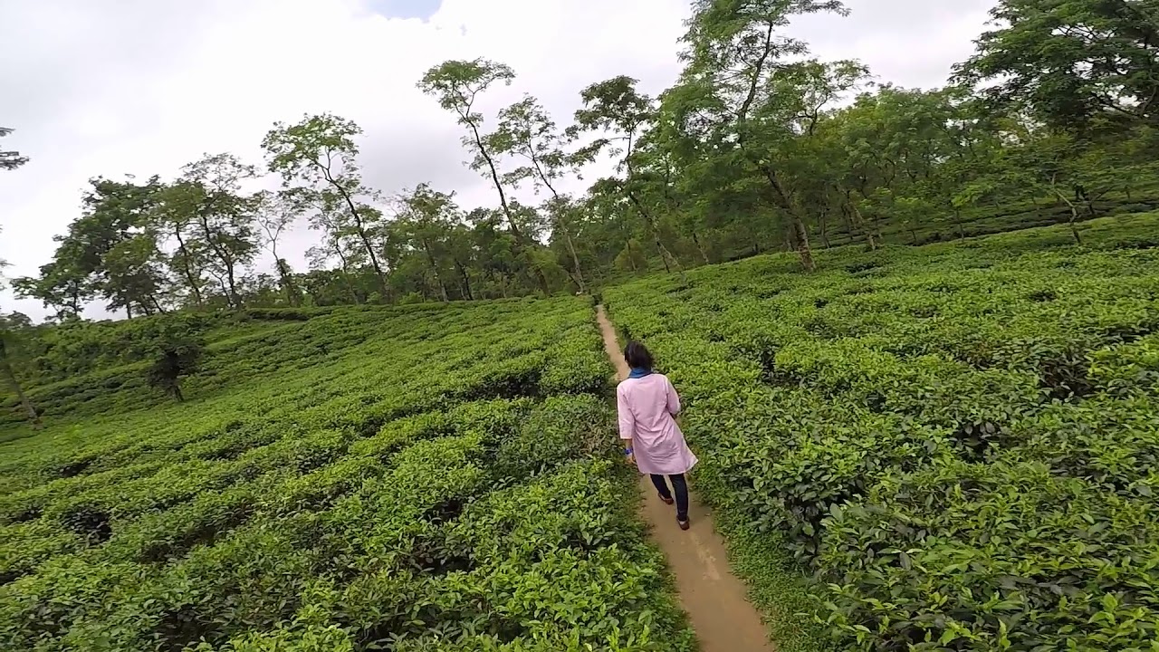 Tea Garden - Lakkatura Tea Garden, Sylhet - লাক্কাতুরা চা বাগান, সিলেট