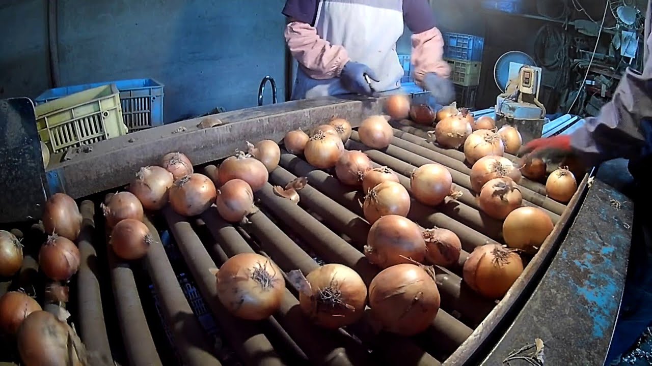 Onion Planting Harvesting and Processing in Factory - Success Of Onion Farming In Japan