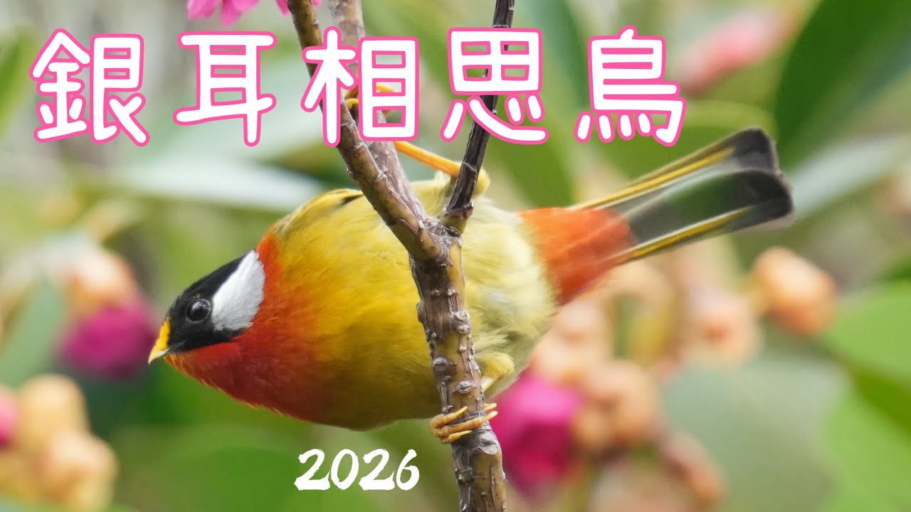 銀耳相思鳥活躍吊鐘王花間 翩翩飛舞品蜜香（學名：Leiothrix argentauris），又稱相思鳥、黃嘴玉等，噪鶥科相思鳥屬的兩種鳥之一，活動於常綠闊葉林、竹林叢中⋯⋯