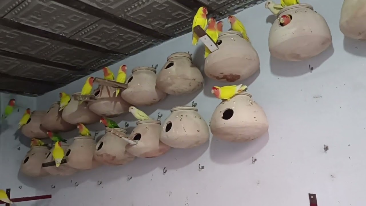 Love Birds colony Breeding  Setup