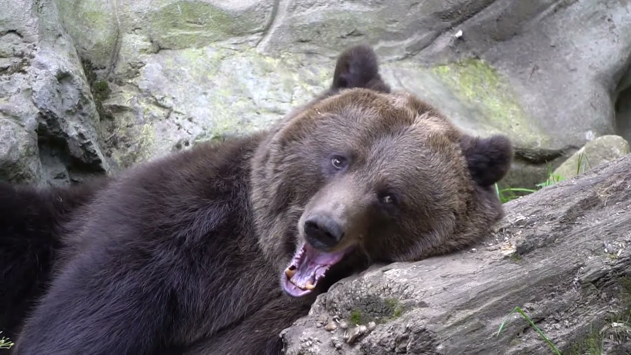 Relaxation Music - Bears In The Forest