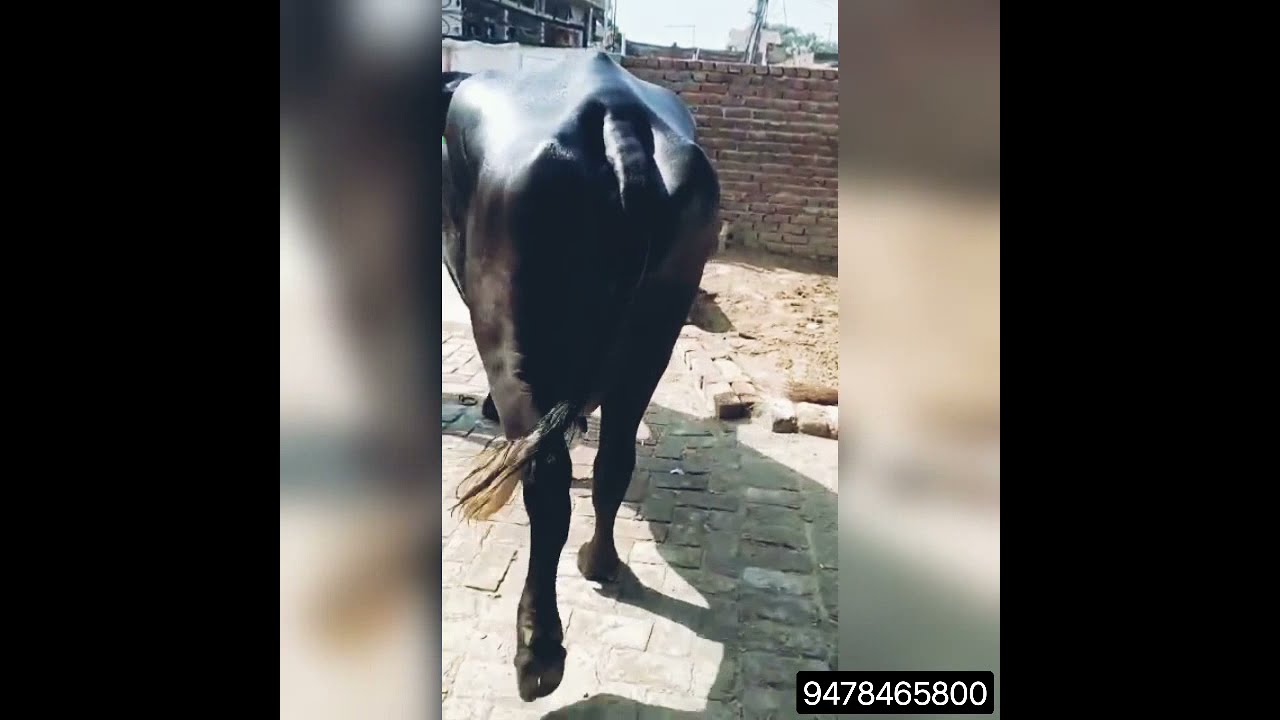 .Top buffalo sale nawan pind taprian Balachaur nawanshahr punjab 9478465800