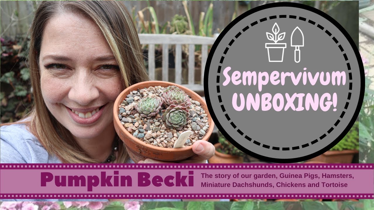 Распаковка Sempervivum из специализированного питомника в Великобритании