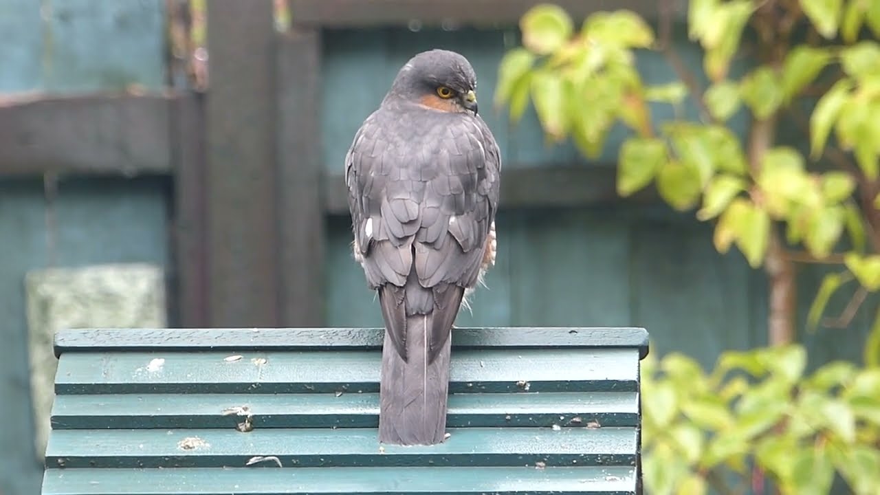 Sparrowhawk #hawk #birdofprey #Sparrowhawk