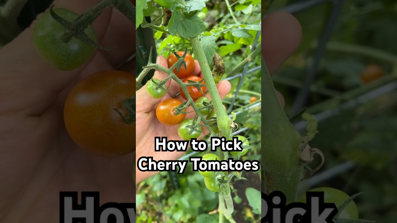 Cherry Tomato Harvest Tips 