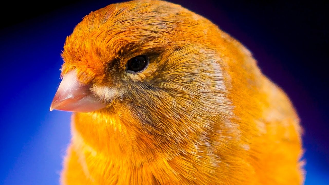 CANARY SINGING BEST VIDEO TO TRAINING CANARIES