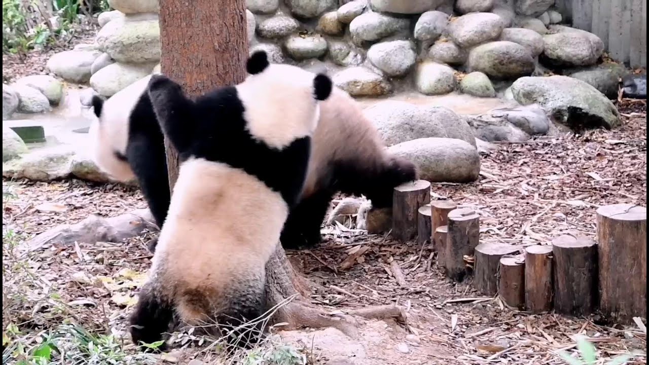 🐼熊妈萌萌与女儿玩捉迷藏, 好欢闹😍Mom Panda MengMeng Playing With Her Daughter, Hilarious