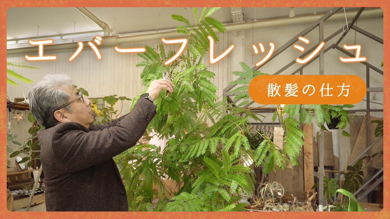 エバーフレッシュが育てられる環境ならなんでも育てられる！剪定と育て方の注意点【観葉植物】