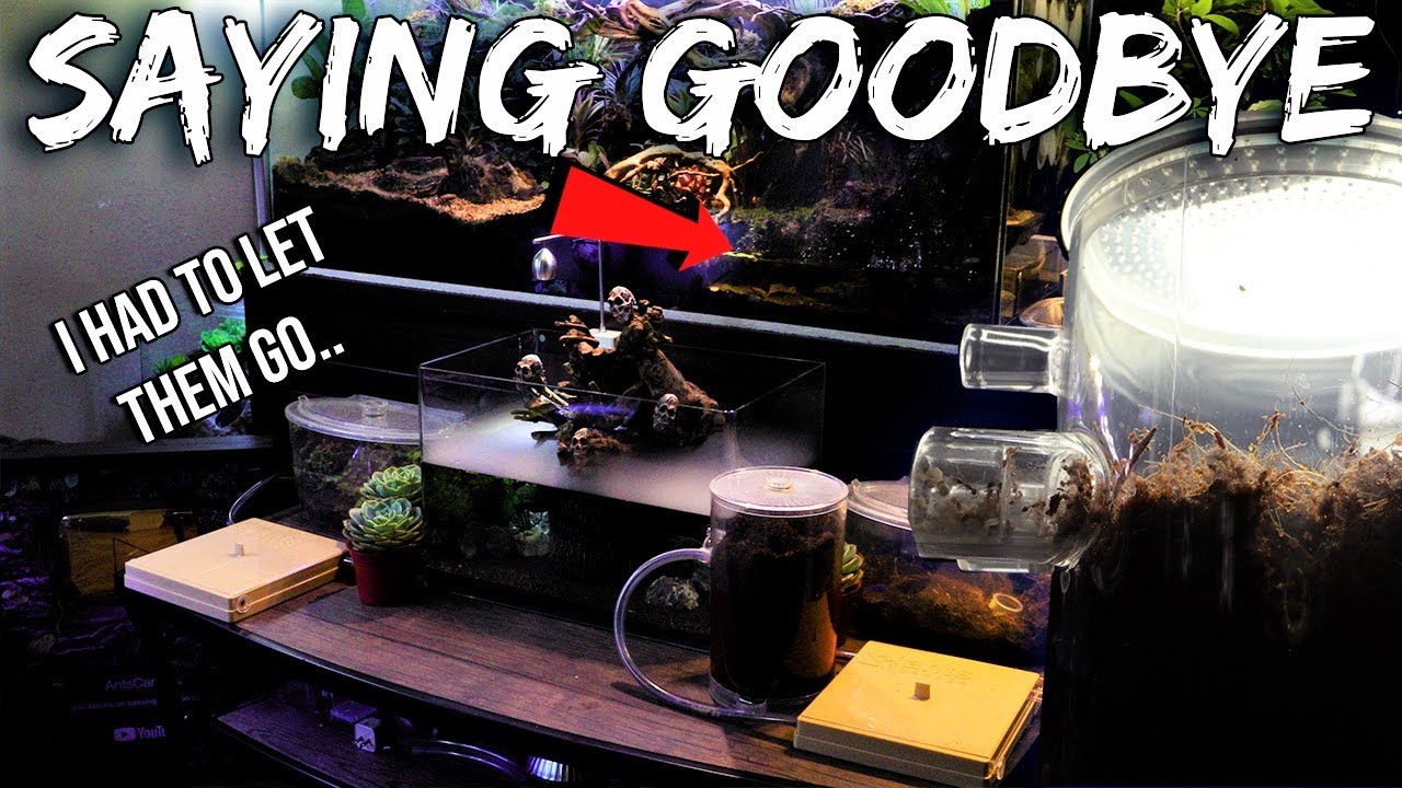 WHY I HAD TO LET MY ANT COLONIES GO | Emotional Video