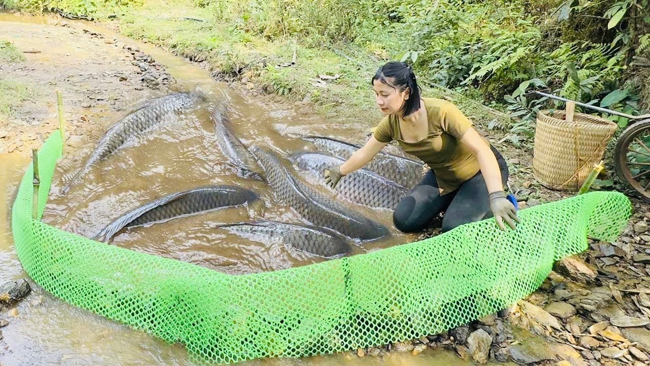 How to catch a giant school of fish in the river to sell at the market | Ban An Farm