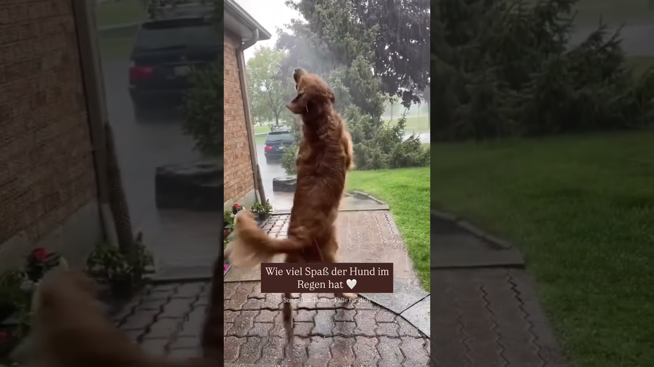 Ohhh goldig 🥰 credit: julie.kirkkk (tiktok)