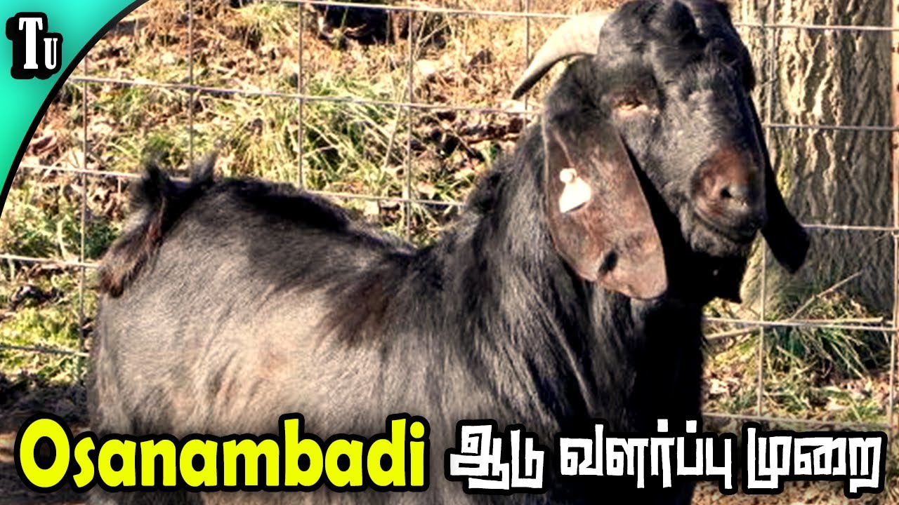 Osmanabadi goat breed information.