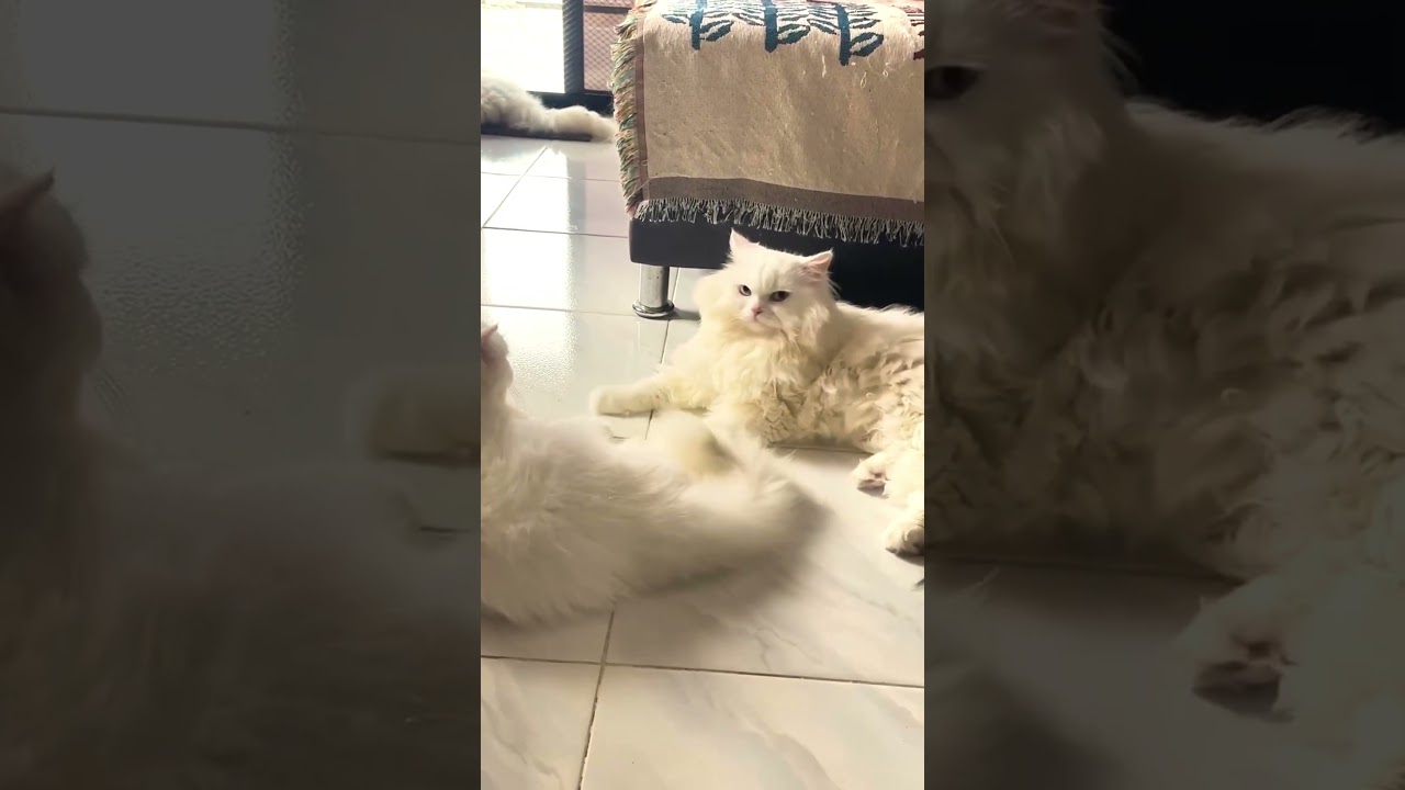 Cats Fighting Like Humans 😂 | Funny Cat Fight Video 