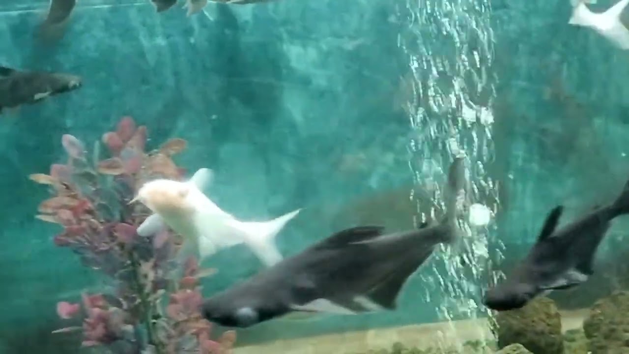 Fish, Aquarium Relaxing music, Lucknow Zoo, paryatan, Historical places, Soothing music, Peac, Calm