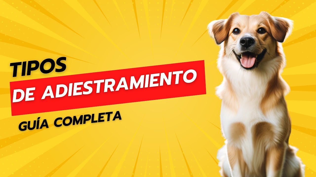 Tipos de adiestramiento canino