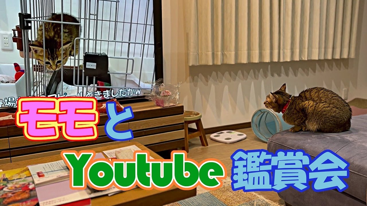 モモと一緒に仔猫の頃のYouTubeを視聴します(=^・^=)