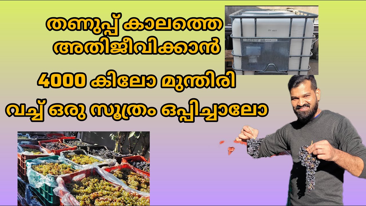 തണുപ്പു കാലത്ത് രക്ഷനേടാൻ 4000 കിലോ മുന്തിരി വച്ചുള്ള ഒരു സൂത്രം #trendingvideo#malluinromania#