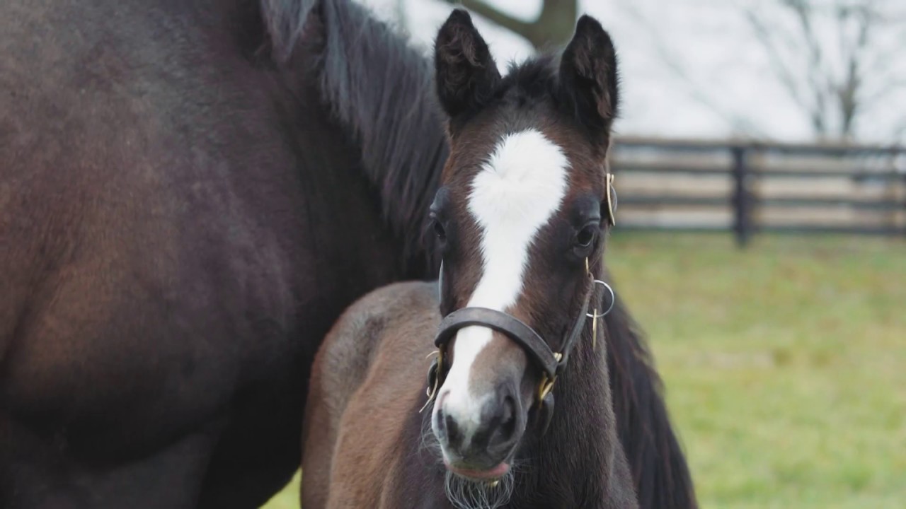 Ashado and her Frosted filly at Gainsborough Farm