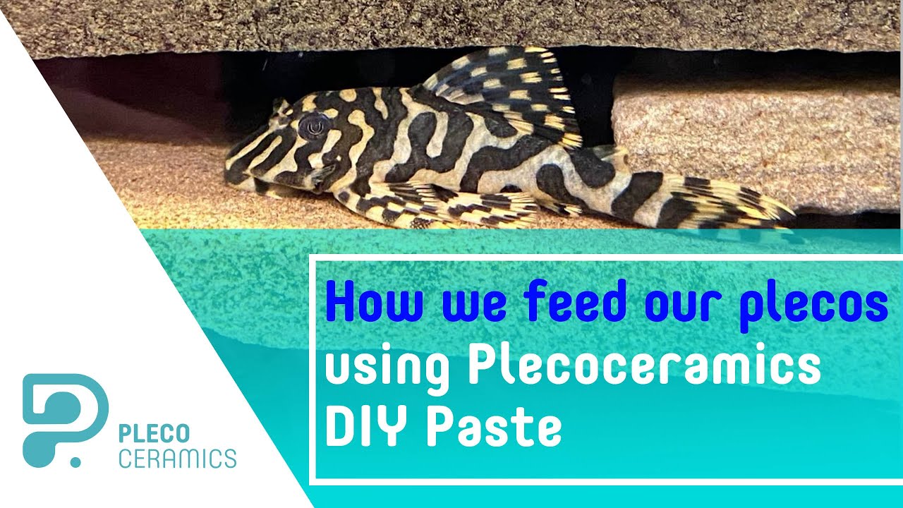 How we feed our plecos using Plecoceramics DIY Paste