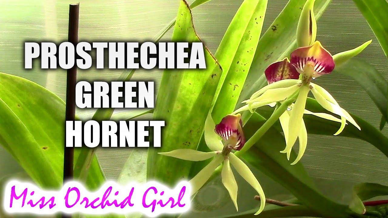 Prosthechea Green Hornet - an upside down orchid!