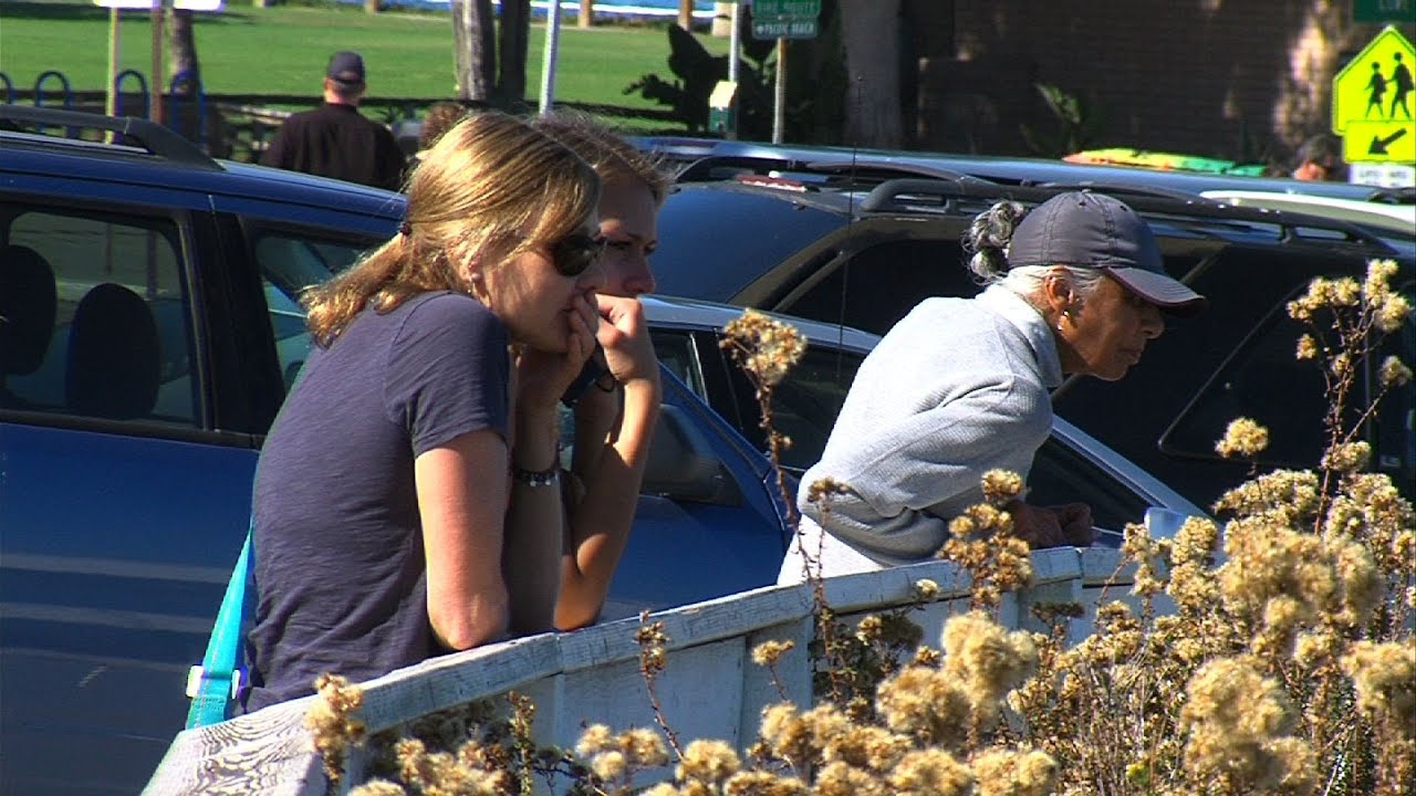 La Jolla Cove Faces Another Smell Problem: Seals