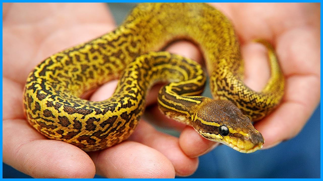 Monsoon vs. Moray &mdash; THE TRUTH | #Hetflix 158