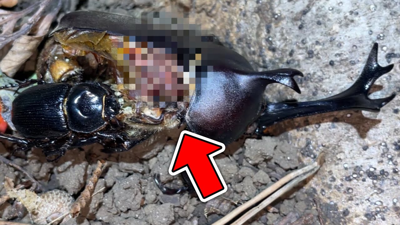 【クワガタ採集】カブトムシが共食いをする衝撃的な場面に遭遇しました。。