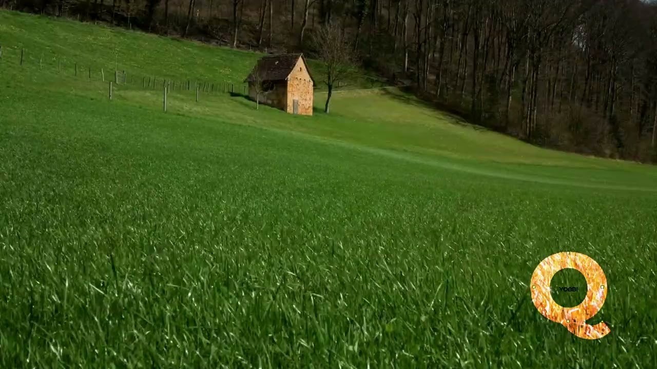 (ASMR) Grass | 풀벌레 소리