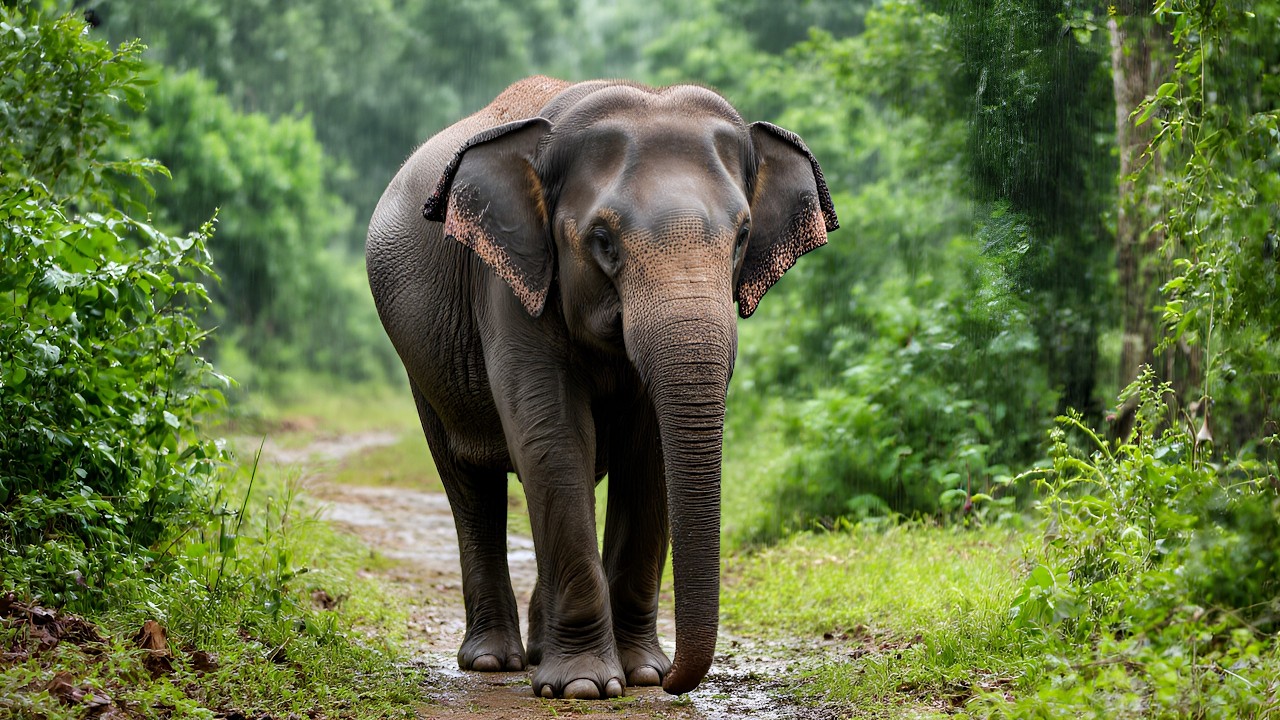 Elephant Memory: Fact or Fiction?