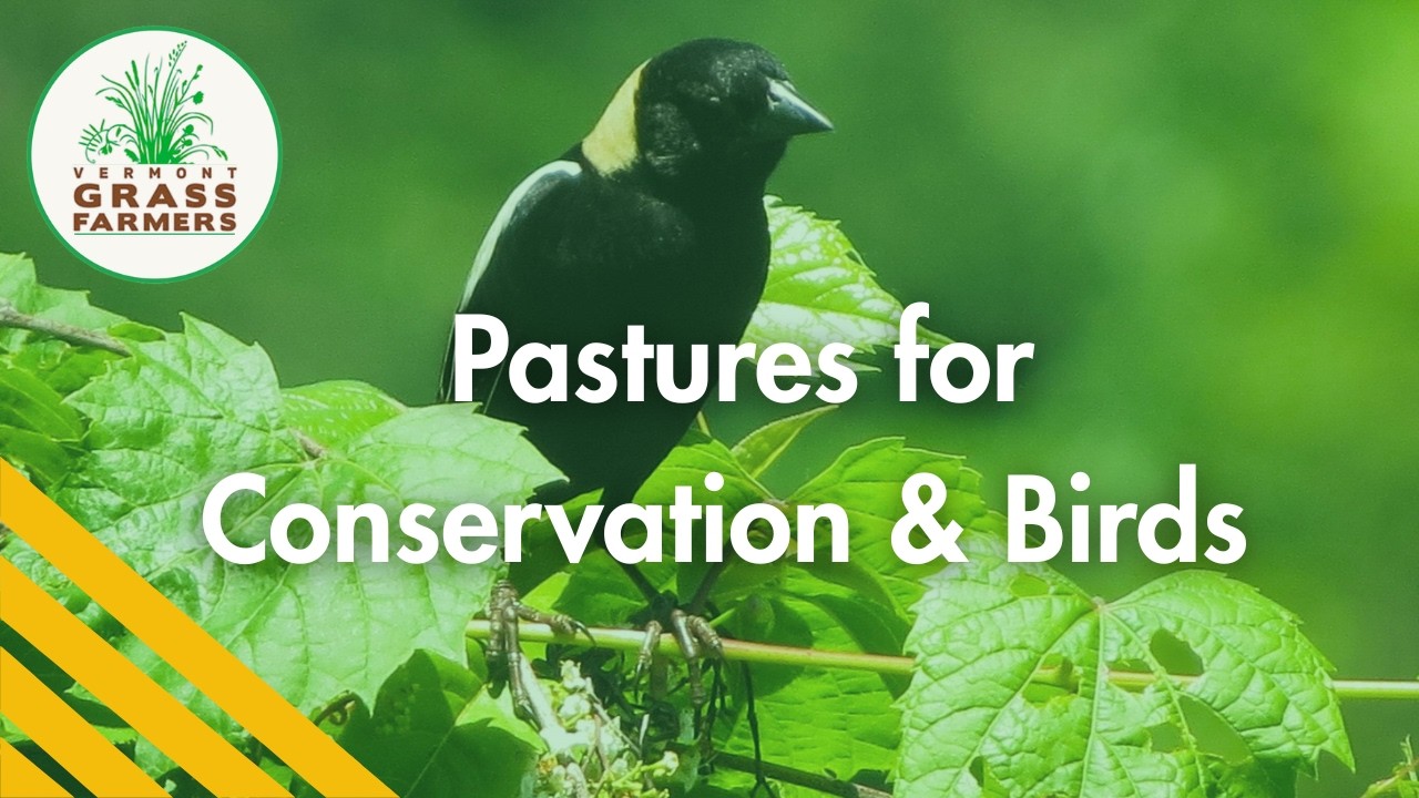 Hayland and Pasture Management for Conservation & Birds