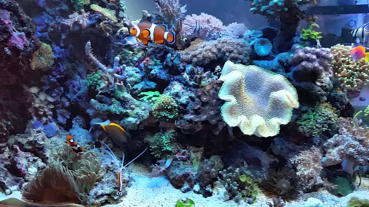 600l Meerwasseraquarium